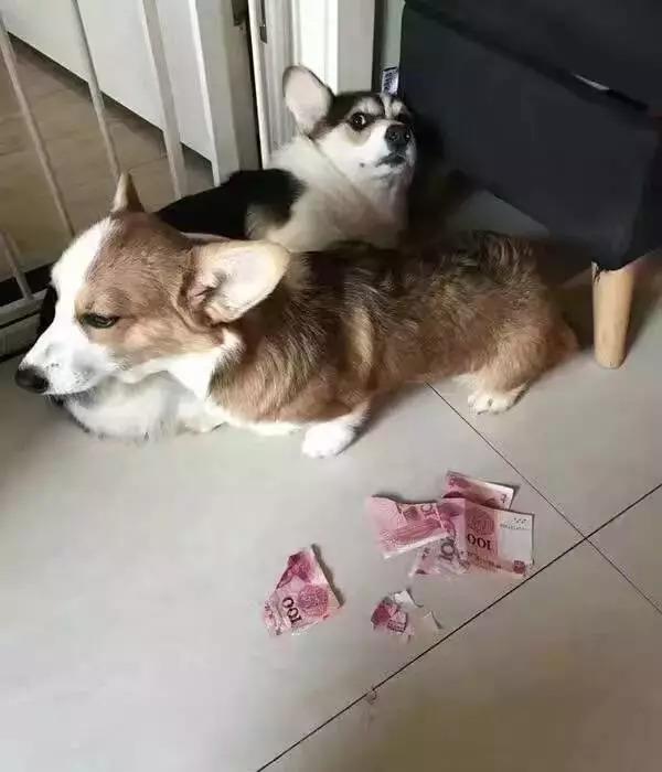 狗狗币怎么提到tp钱包_狗狗币提现到tp钱包_狗狗币钱包怎么提币