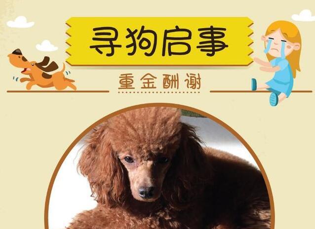 tp钱包找不到狗狗币的合约_狗狗币合约_heco狗狗币合约地址