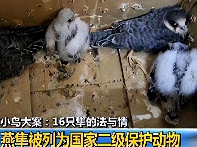 TP钱包如何用梯子_梯子能用_梯子币是用什么来做的